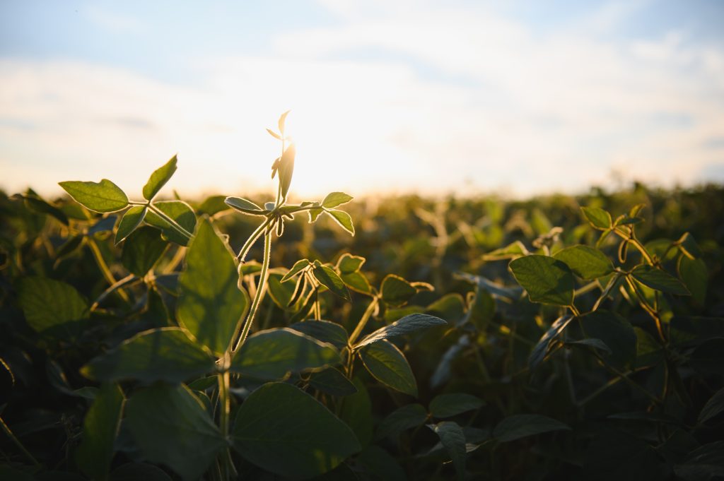 Close up of soybean plant