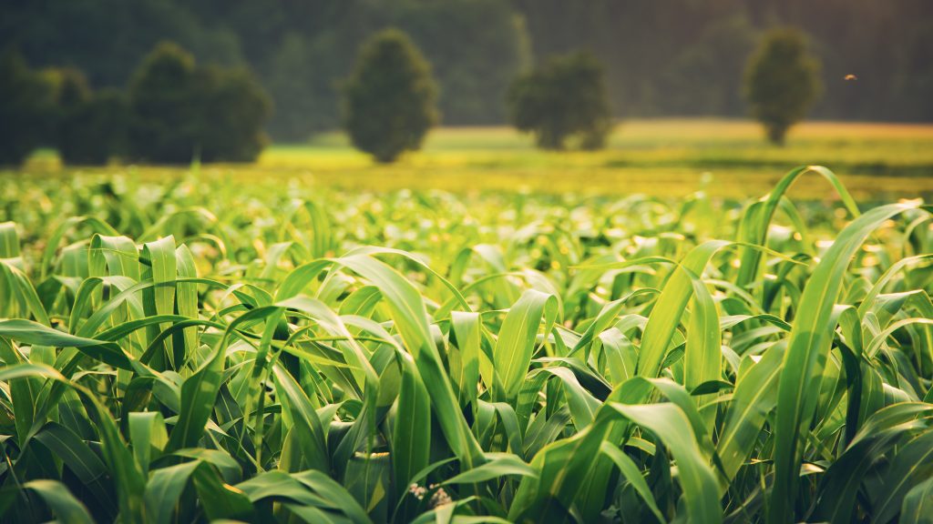 Green field with young corn at sunset. nitrogen timing